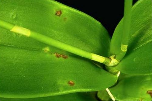 cach-nhan-biet-phong-lan-dang-bi-sau-benh-8 Cách nhận biết phong lan đang bị sâu bệnh
