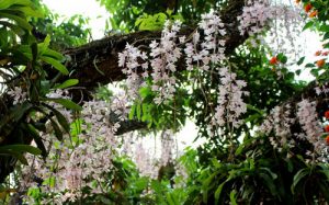 ky thuat trong co ban va cham soc lan than thong 1