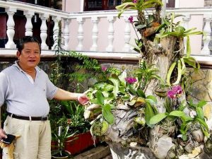 Kỹ thuật trồng hoa lan ghép gốc cây độc, lạ và đẹp bất ngờ 7 ky thuat trong hoa lan ghep goc cay doc la va dep bat ngo
