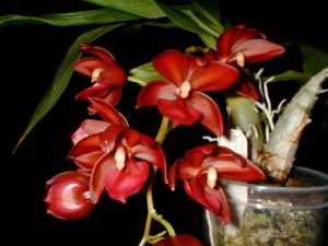 lan thien nga cycnoches