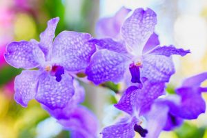 nhung cach trong lan hay hien nay 2