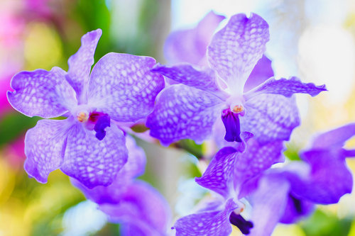 Lan ngọc điểm giá rẻ