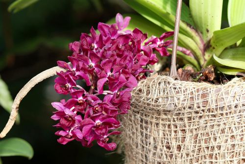 thoi-diem-va-mua-no-hoa-cua-mot-so-loai-lan-1 Thời điểm và mùa nở hoa của một số loại lan