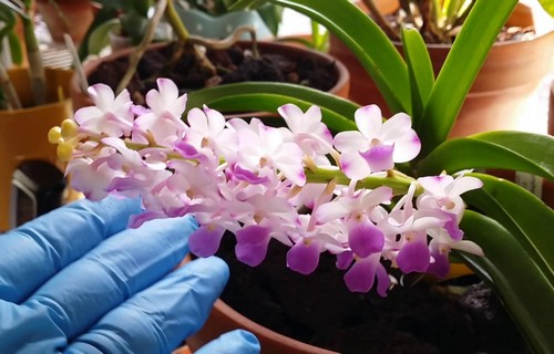 Lan ngọc điểm giá rẻ