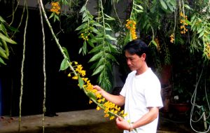 tuoi nuoc va phan bon cho hoa lan rung dung cach 3