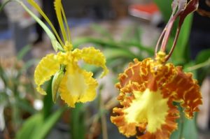 anh hoa lan doc dao va co hinh dang bat mat