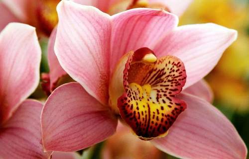 Lan ngọc điểm giá rẻ