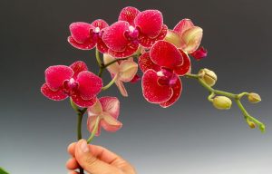 Câu chuyện loài mới và những bài học từ Lan 4 cau chuyen loai moi va nhung bai hoc tu lan