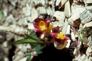 lan yen ngua acanthephippium 1