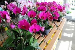 mua nghi cua hoa lan 5