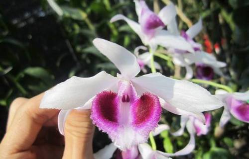 Lan ngọc điểm giá rẻ