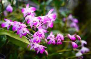 nhung dieu luu y khi cham soc lan hoang thao dui ga 1