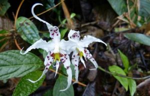 nhung net dac trung cua lan rung viet nam 2