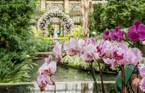 tien hoa cua loai lan