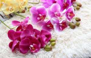 y nghia hoa lan ho diep