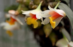 8 loai lan hoang thao viet nam noi tieng 10