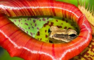 cac loai thục vạt ky lạ của viẹt nam 10