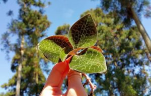 cay lan kim tuyen 10