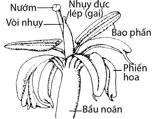 dac-diem-cau-truc-cua-hoa-lan-3 Đặc điểm cấu trúc của hoa lan