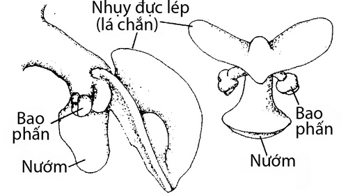 dac-diem-cau-truc-cua-hoa-lan-4 Đặc điểm cấu trúc của hoa lan