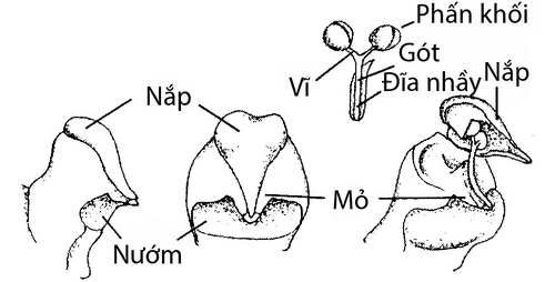 dac-diem-cau-truc-cua-hoa-lan-8 Đặc điểm cấu trúc của hoa lan