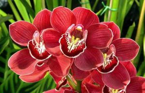 dac diem sinh hoc cua dia lan 10