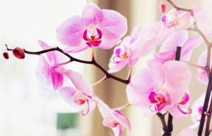 dac diem sinh hoc cua phong lan