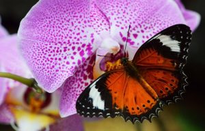 hoa lan va cac loai sinh vat khac 5