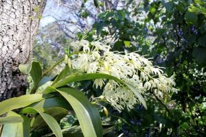 lan la cay ky sinh hay phu sinh 4