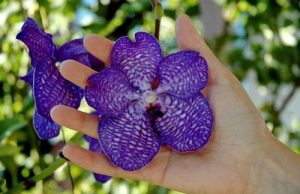 loai lan song o moi truong nhiet doi 11