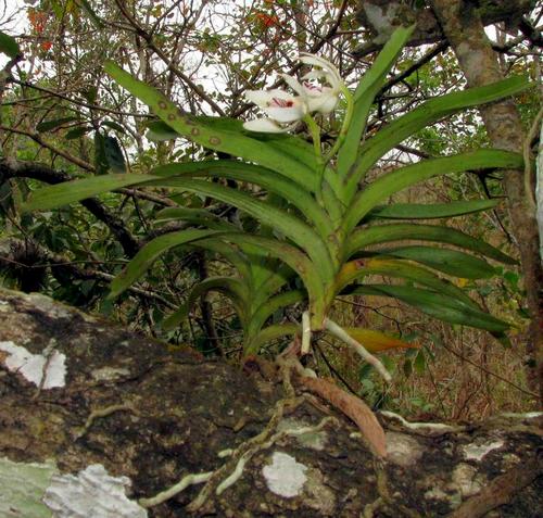 loai-lan-song-o-moi-truong-nhiet-doi-6 Loài lan sống ở môi trường nhiệt đới