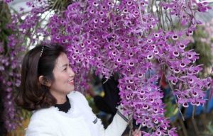 man nhan voi cac loai lan quy hiem tai trien lam hoa lan 2018 5