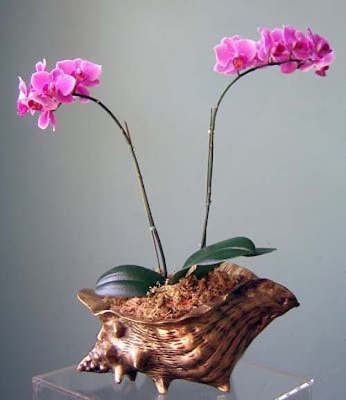 ngam-hoa-lan-bonsai-mini-sieu-dep-trang-tri-nha-1 Ngắm hoa lan bonsai mini siêu đẹp trang trí nhà