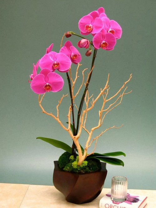 ngam-hoa-lan-bonsai-mini-sieu-dep-trang-tri-nha-10 Ngắm hoa lan bonsai mini siêu đẹp trang trí nhà