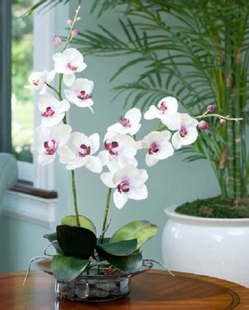 ngam-hoa-lan-bonsai-mini-sieu-dep-trang-tri-nha-12 Ngắm hoa lan bonsai mini siêu đẹp trang trí nhà