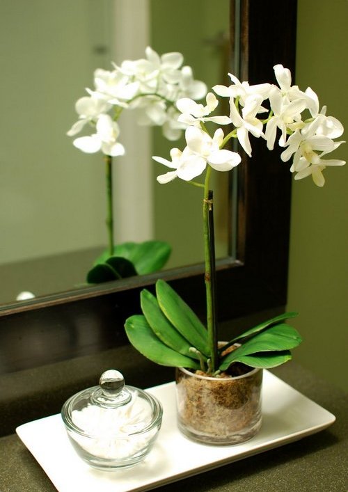 ngam-hoa-lan-bonsai-mini-sieu-dep-trang-tri-nha-13 Ngắm hoa lan bonsai mini siêu đẹp trang trí nhà