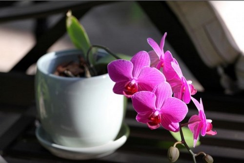ngam-hoa-lan-bonsai-mini-sieu-dep-trang-tri-nha-4 Ngắm hoa lan bonsai mini siêu đẹp trang trí nhà