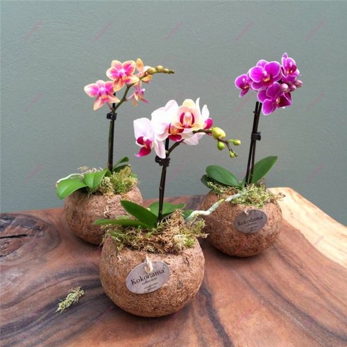 ngam-hoa-lan-bonsai-mini-sieu-dep-trang-tri-nha-5 Ngắm hoa lan bonsai mini siêu đẹp trang trí nhà