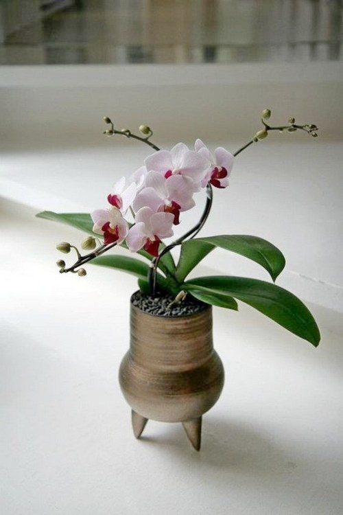 ngam-hoa-lan-bonsai-mini-sieu-dep-trang-tri-nha-6 Ngắm hoa lan bonsai mini siêu đẹp trang trí nhà