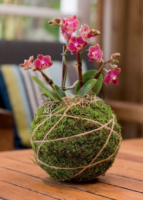ngam-hoa-lan-bonsai-mini-sieu-dep-trang-tri-nha-7 Ngắm hoa lan bonsai mini siêu đẹp trang trí nhà