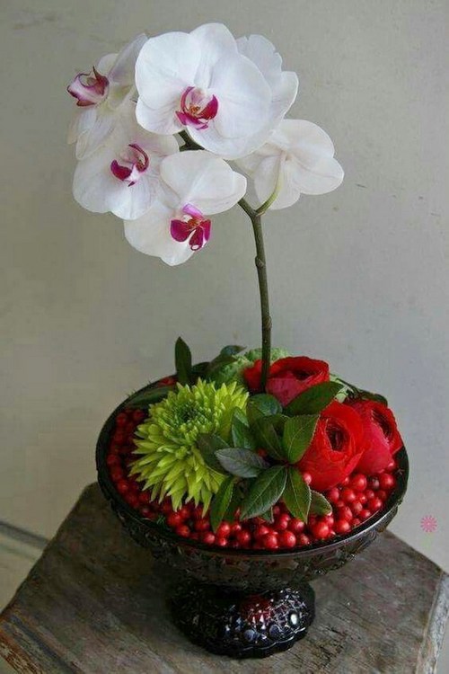 ngam-hoa-lan-bonsai-mini-sieu-dep-trang-tri-nha-9 Ngắm hoa lan bonsai mini siêu đẹp trang trí nhà