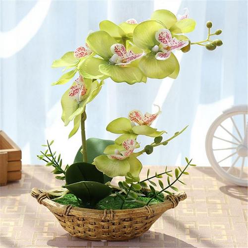 ngam-hoa-lan-bonsai-mini-sieu-dep-trang-tri-nha Ngắm hoa lan bonsai mini siêu đẹp trang trí nhà