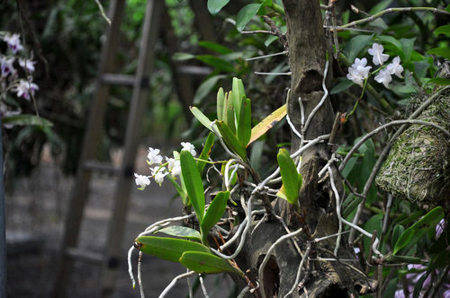 nguong-mo-vuon-hoa-lan-rung-tien-ty-7 Ngưỡng mộ vườn hoa lan rừng tiền tỷ