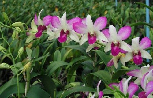 Lan ngọc điểm giá rẻ