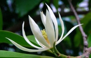 su tich hoa ngoc lan