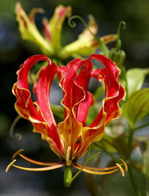 8-loai-hoa-dat-nhat-the-gioi-1 8 loài hoa đắt nhất thế giới