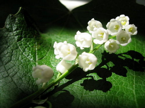 8-loai-hoa-dat-nhat-the-gioi-4 8 loài hoa đắt nhất thế giới