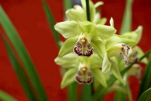 8-loai-hoa-dat-nhat-the-gioi-5 8 loài hoa đắt nhất thế giới