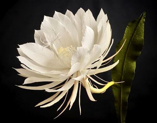 8-loai-hoa-dat-nhat-the-gioi-7 8 loài hoa đắt nhất thế giới