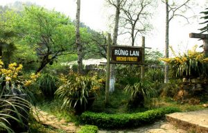 chiem nguong hoa phong lan rung sa pa 14